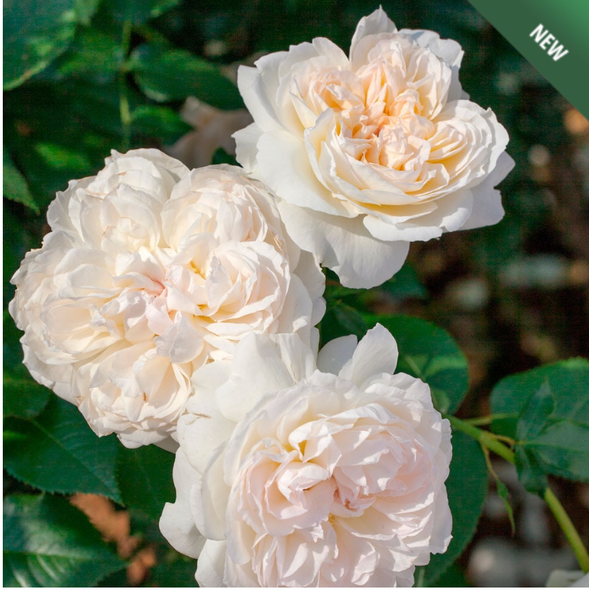Roses