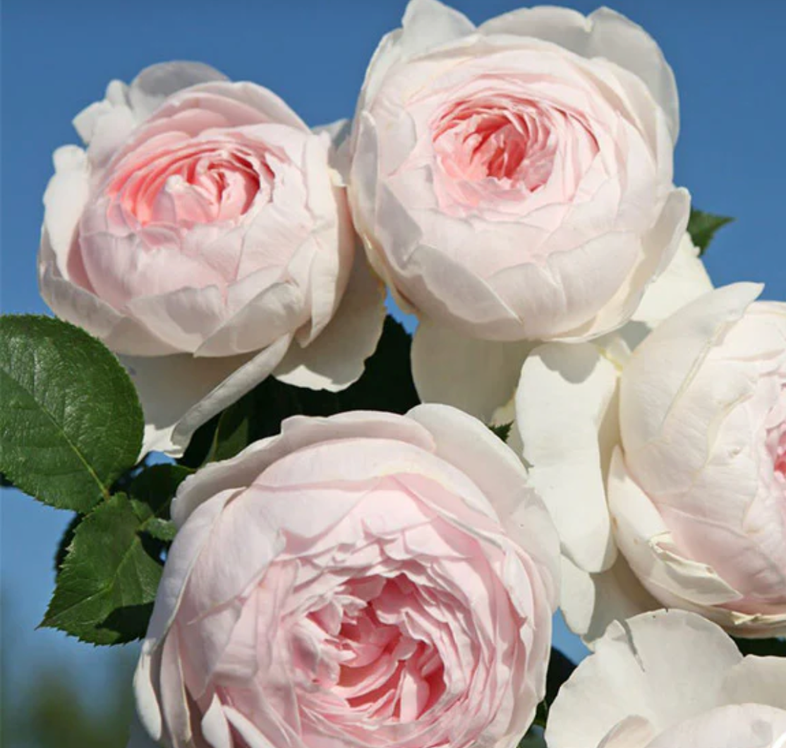 Roses