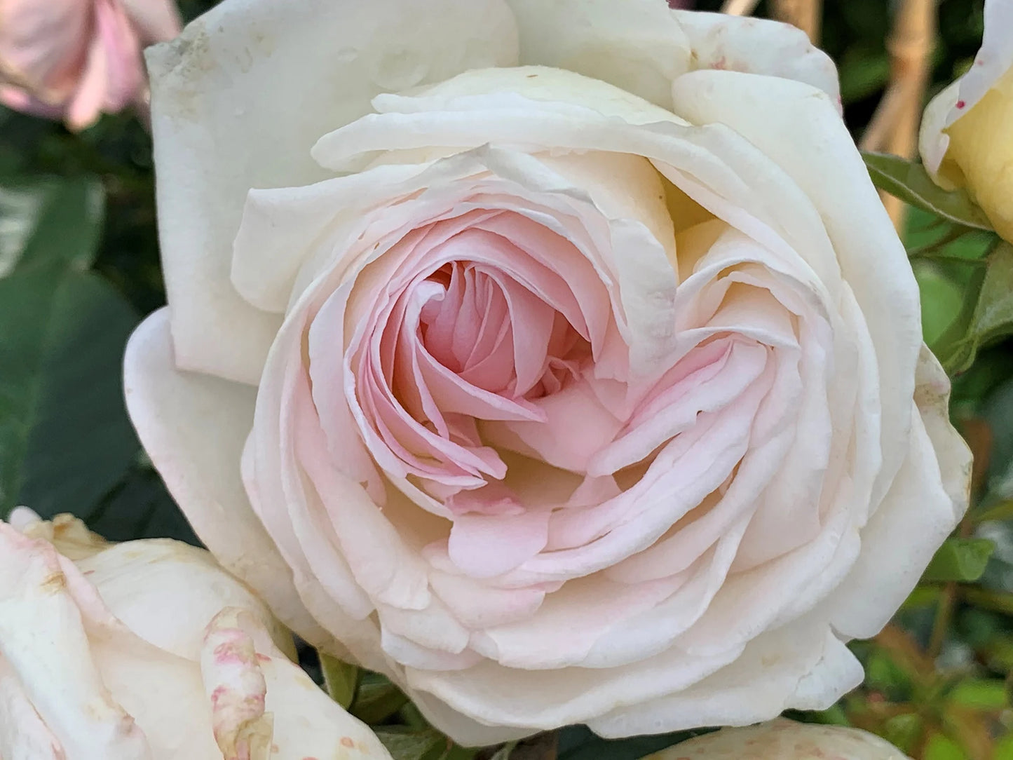 Roses