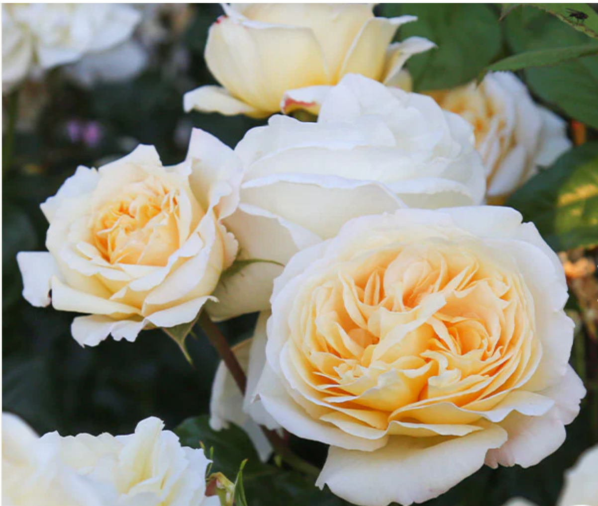 Roses