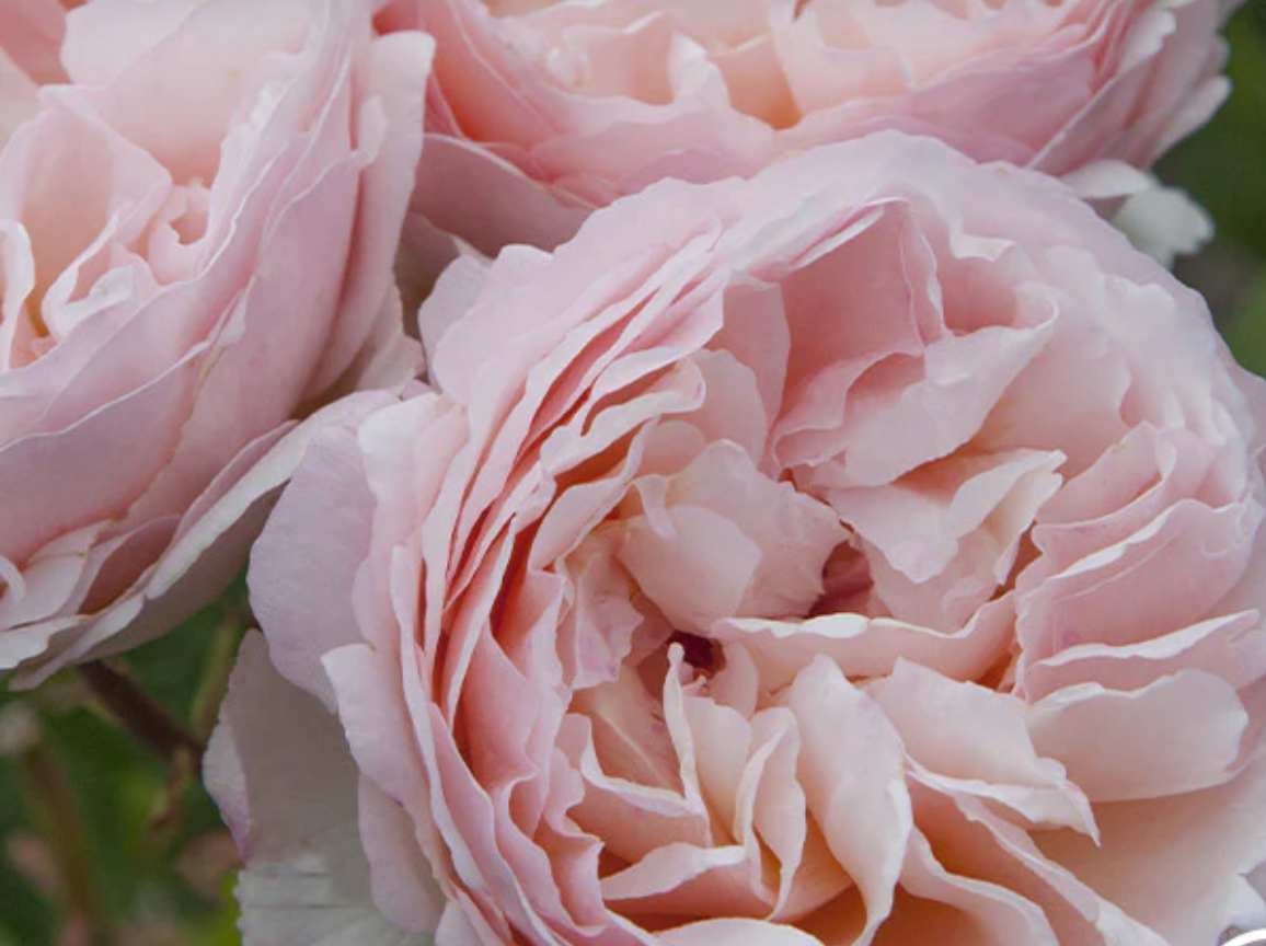 Roses
