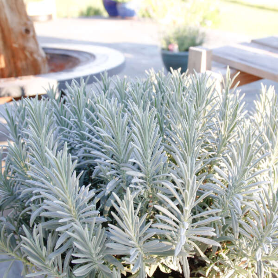 8" PERENNIAL