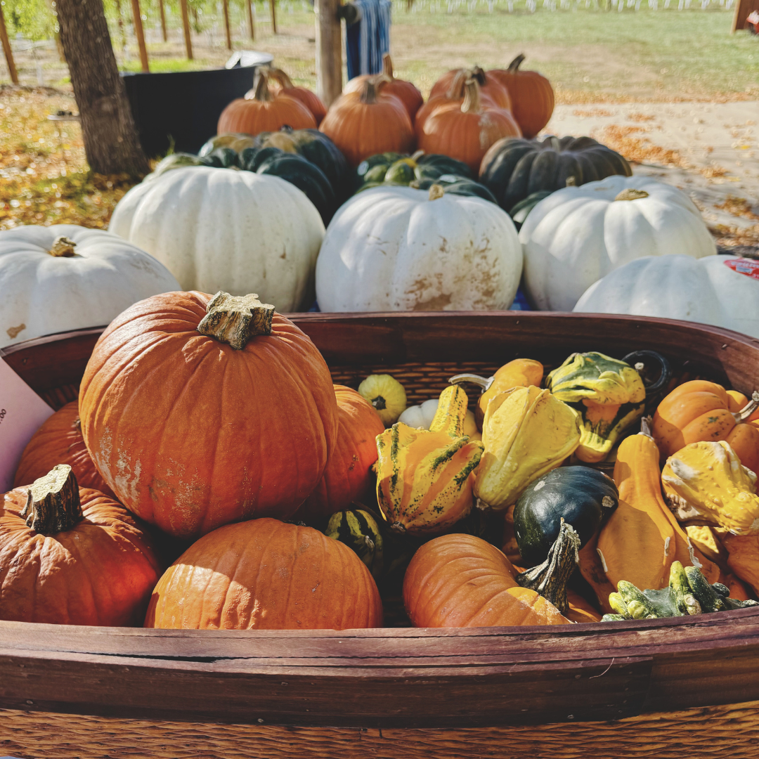 Ornamental Gourds