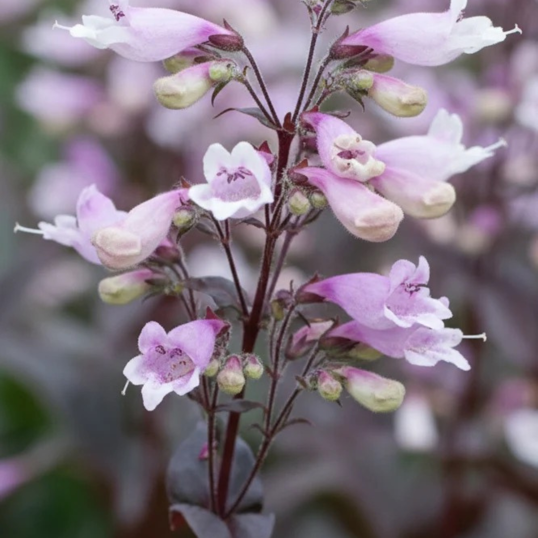 8" PERENNIAL