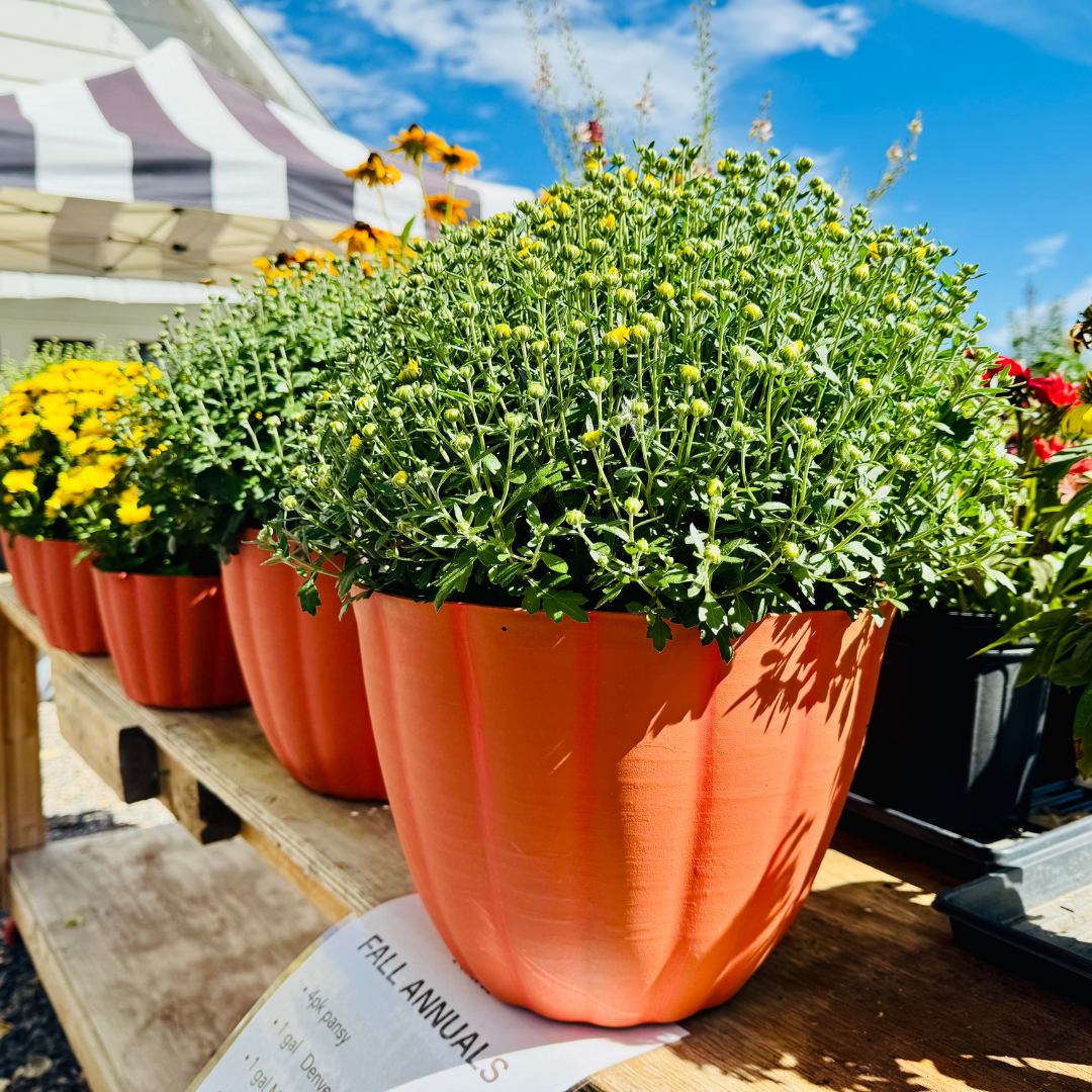 FALL ANNUALS