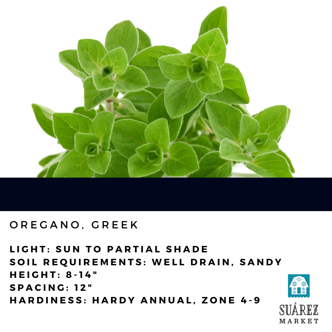 4" HERB