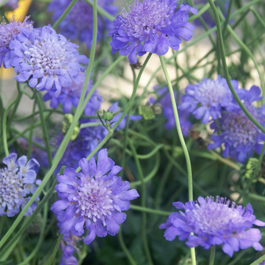8" PERENNIAL