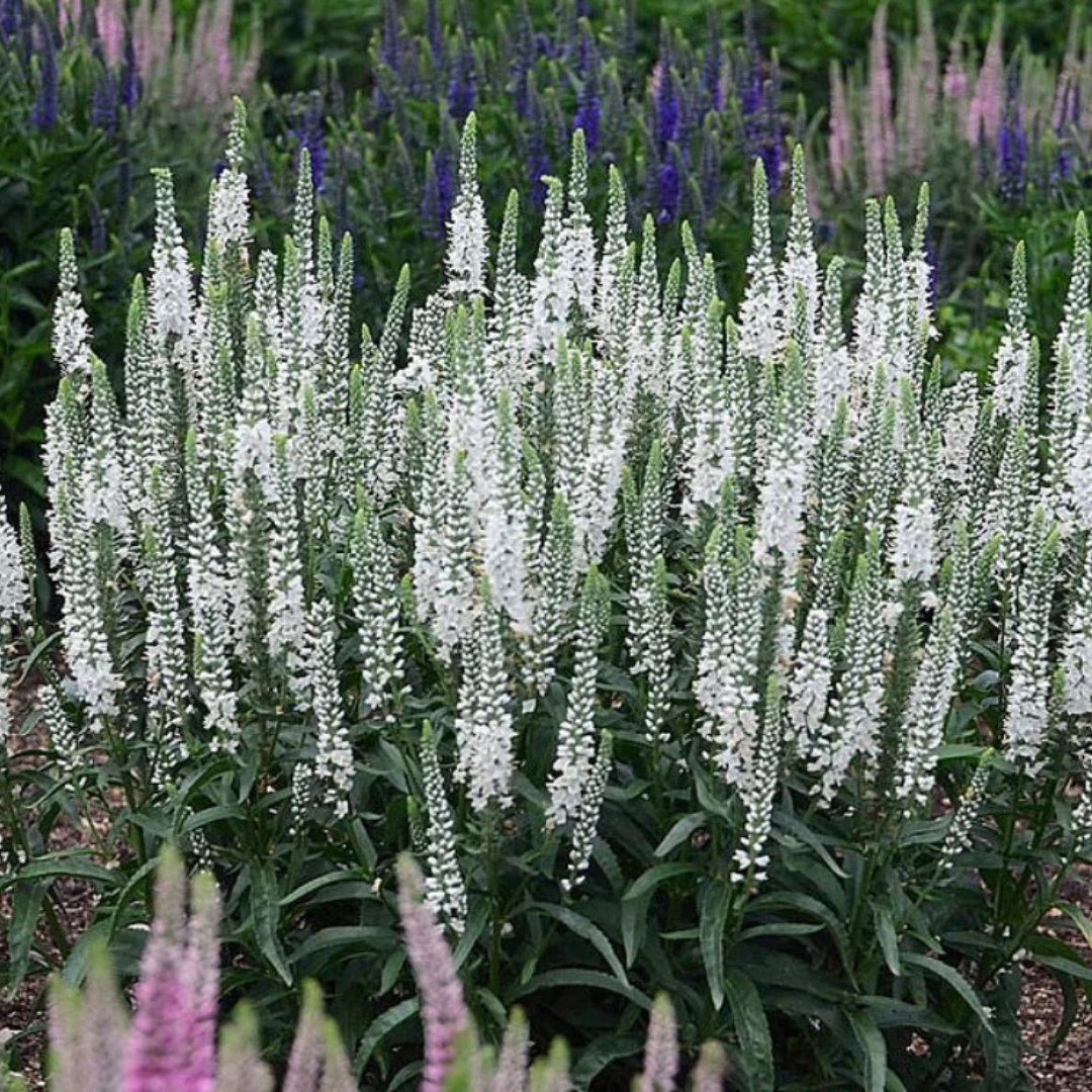 8" PERENNIAL