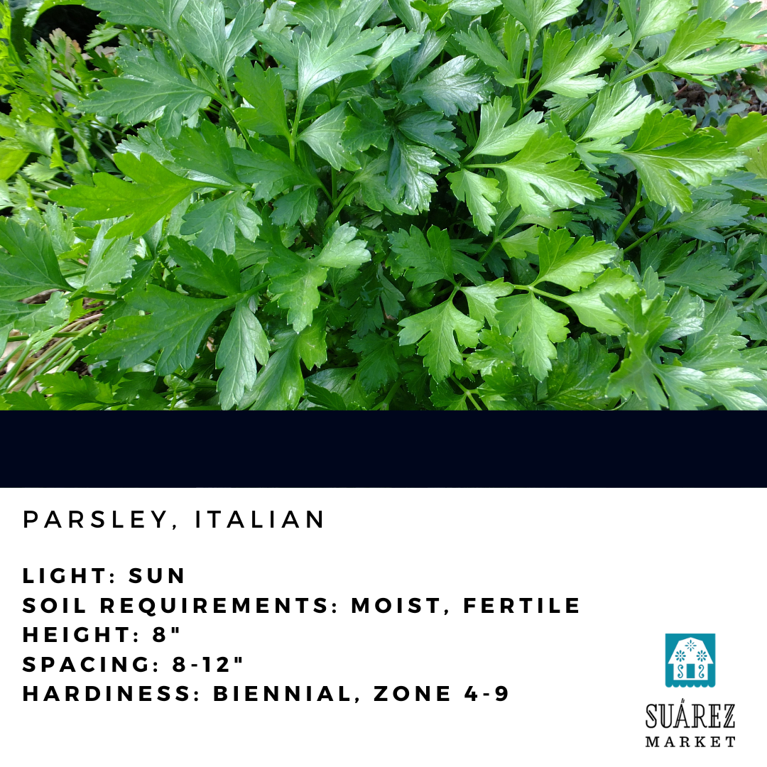 4" HERB