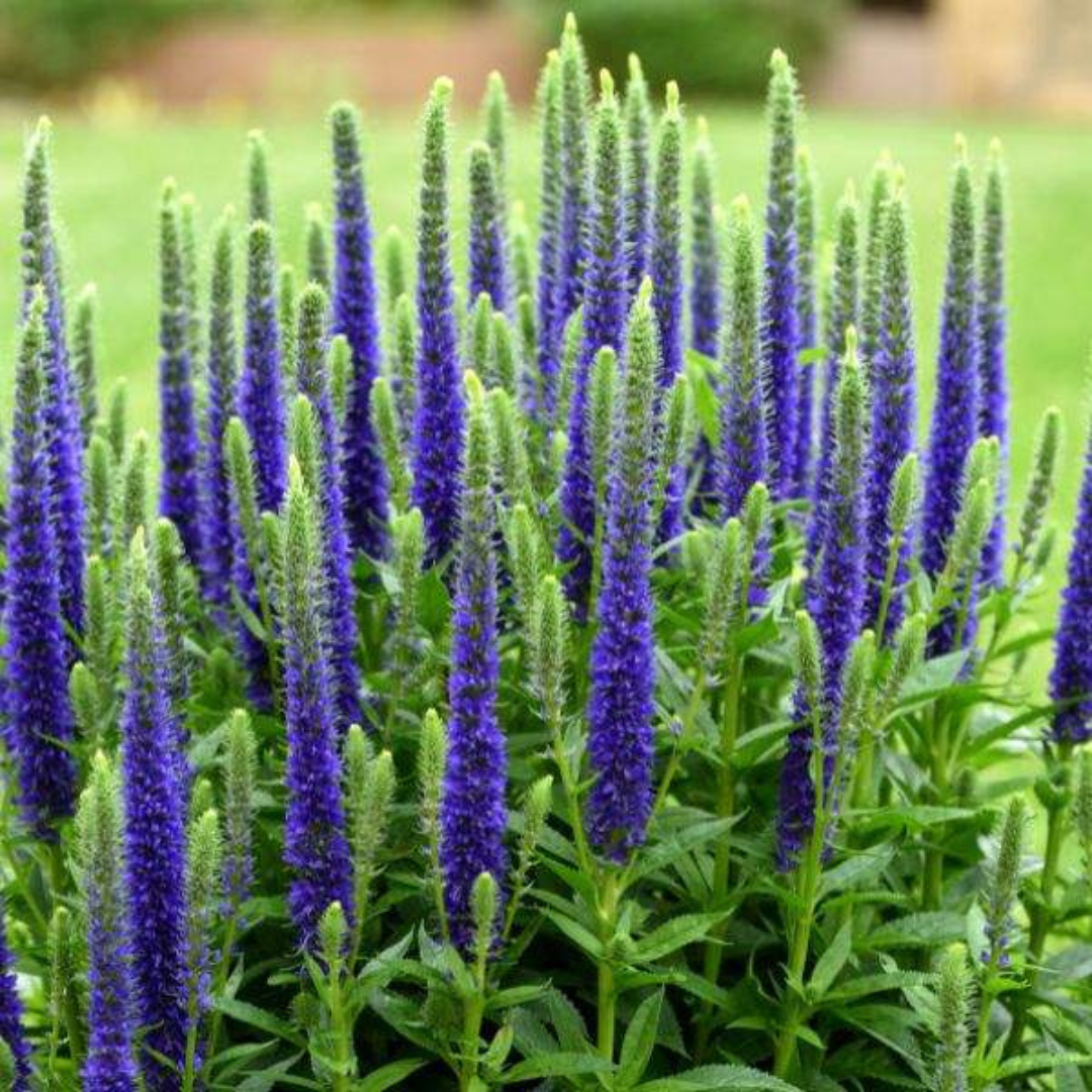 8" PERENNIAL