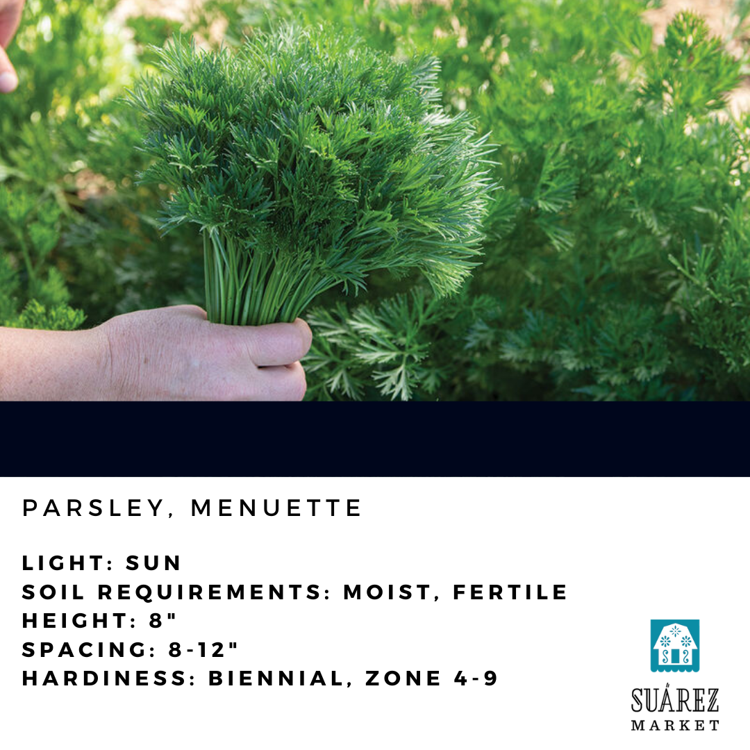 4" HERB
