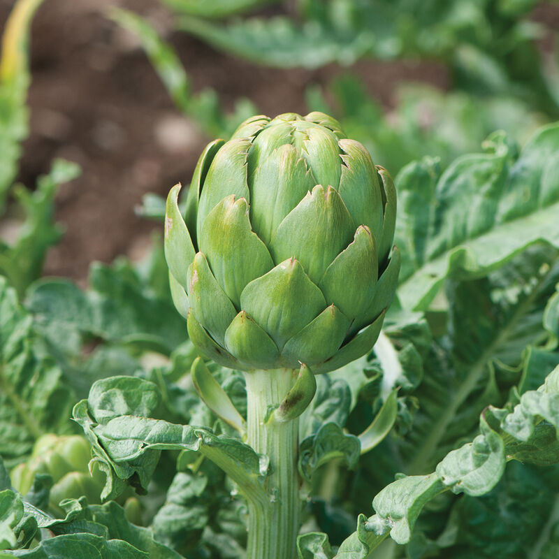 8" ARTICHOKE POT