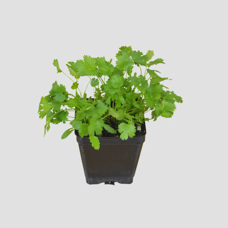 4" HERB