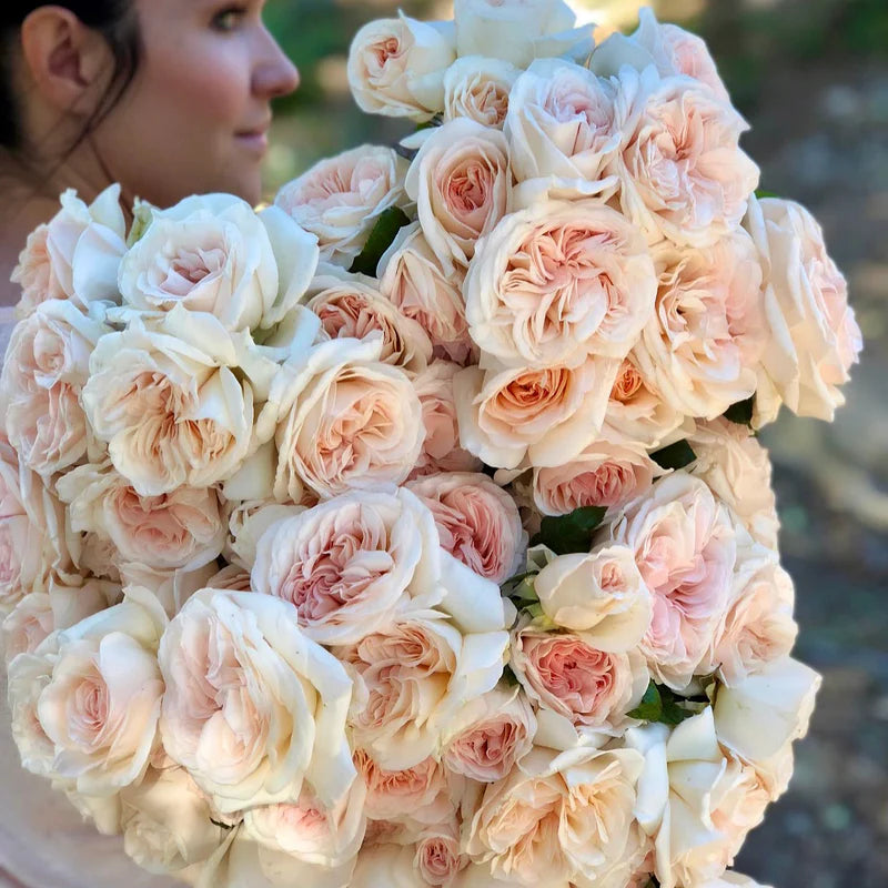 2 GAL ROSE POT