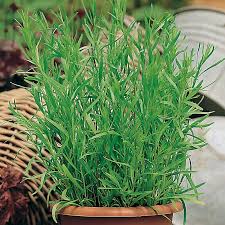 4" HERB