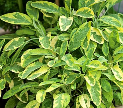 4" HERB
