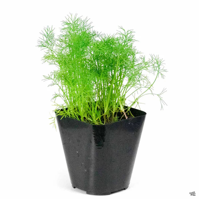 4" HERB