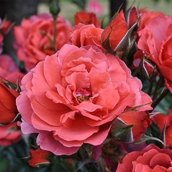 2 GAL ROSE POT
