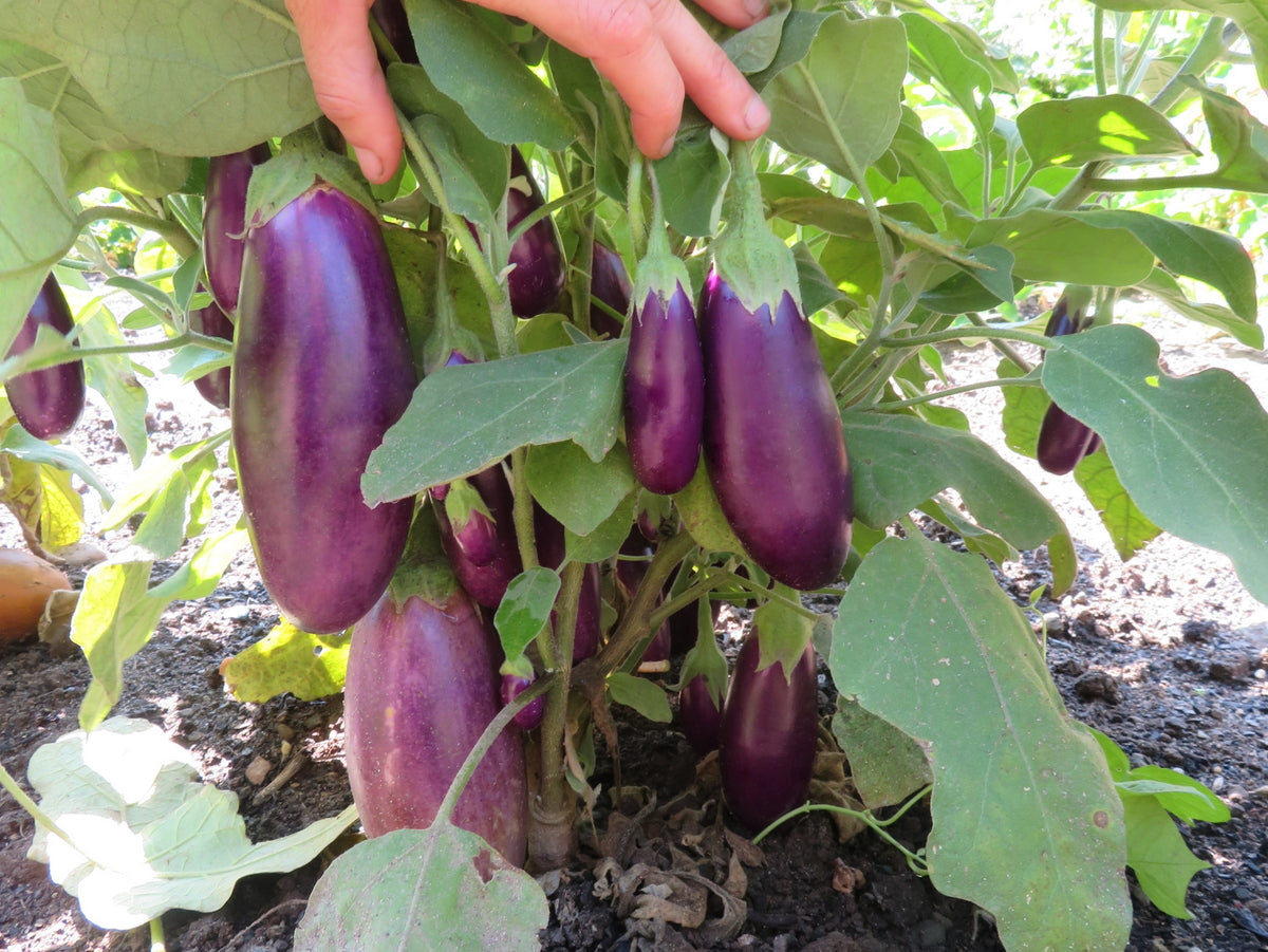 8" EGGPLANT DWARF