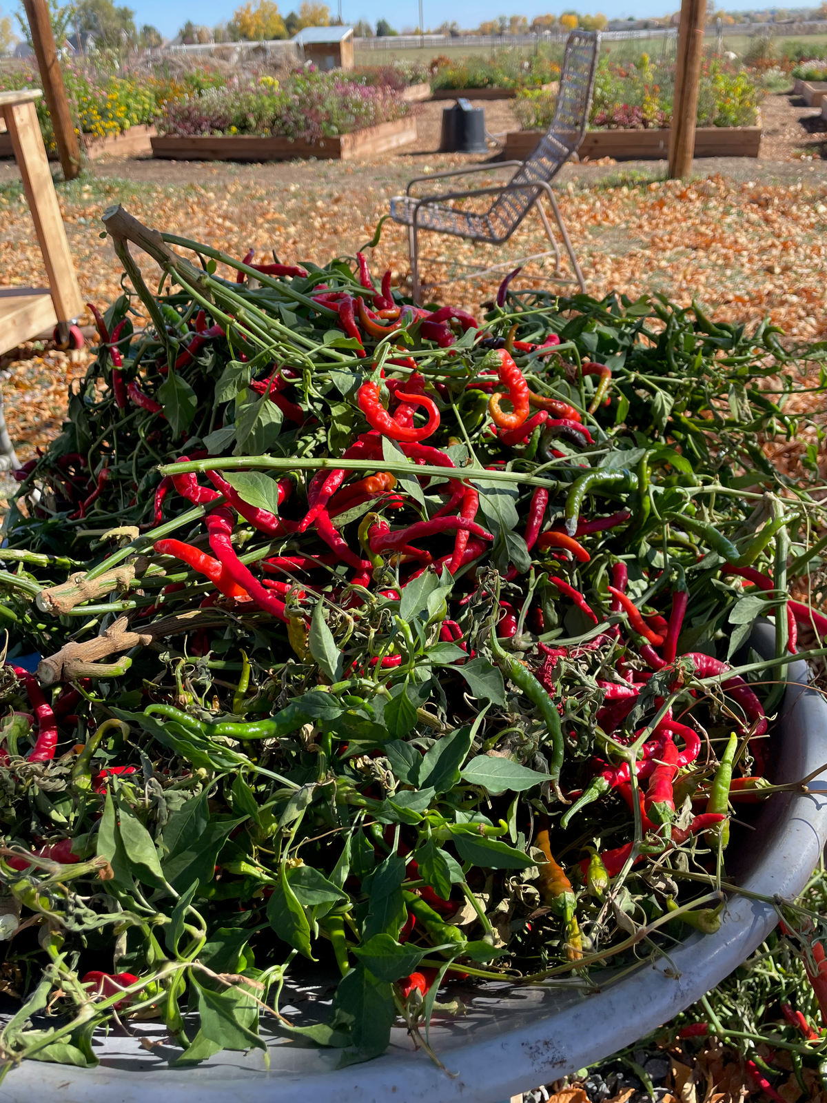 HOT PEPPERS FRESH