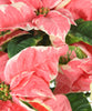 Poinsettia