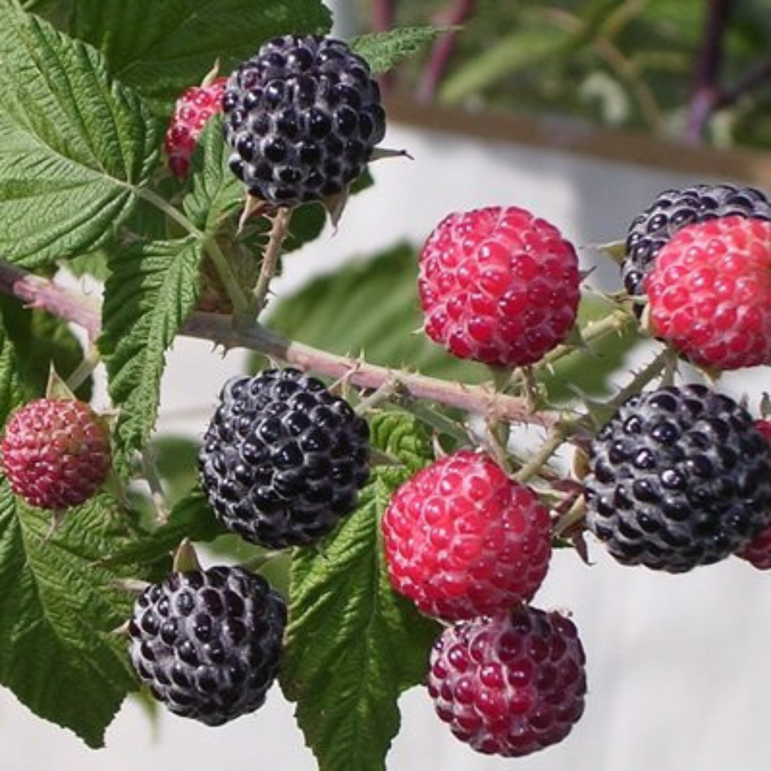 1-GAL BRAMBLE POT