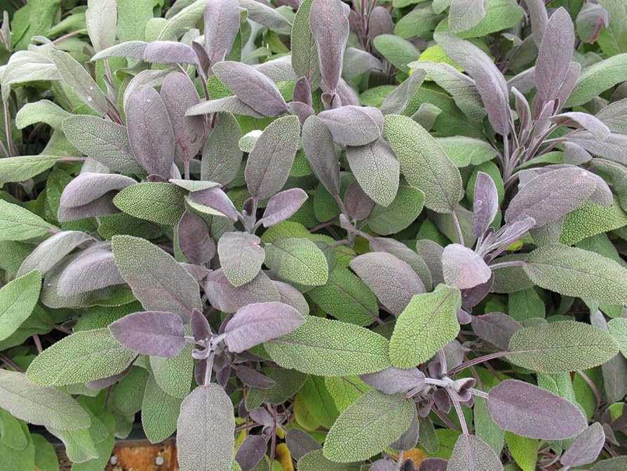 4" HERB