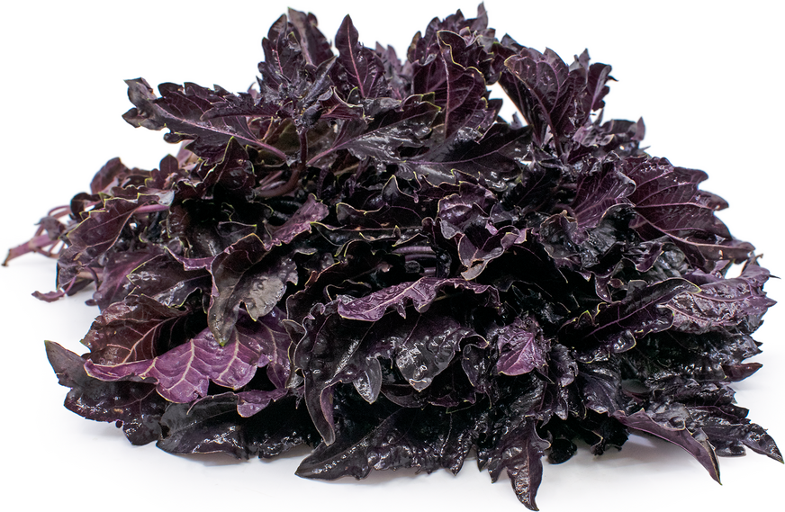 4" HERB