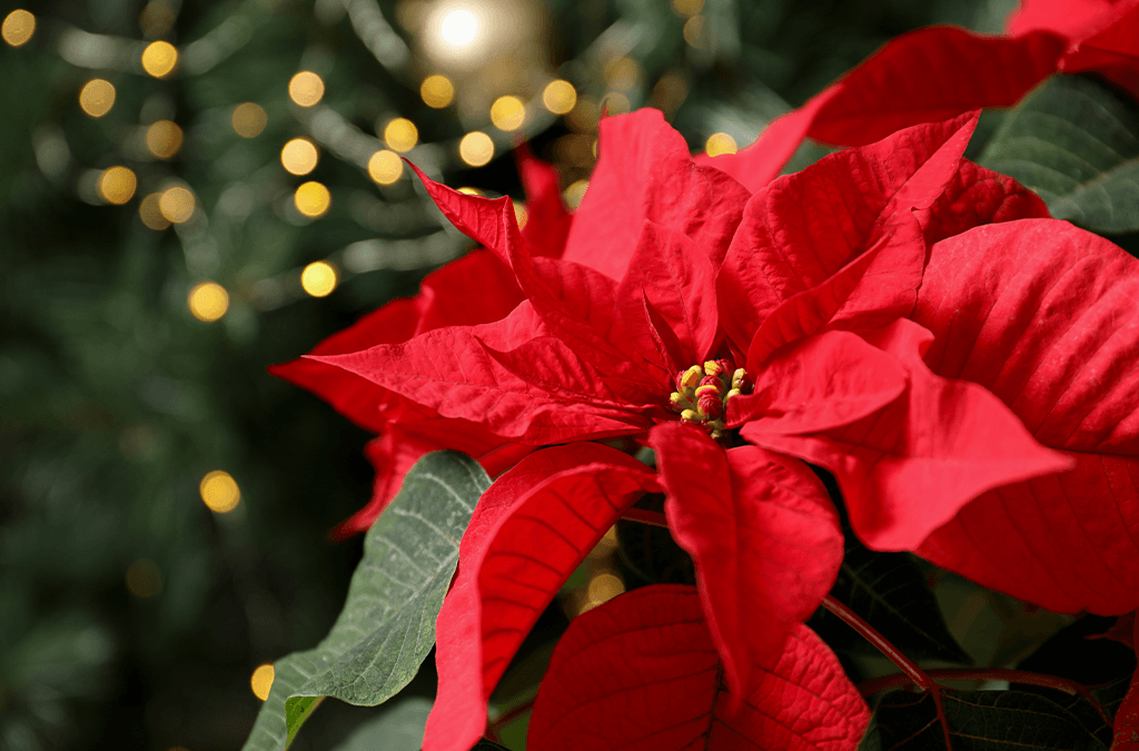 Poinsettia
