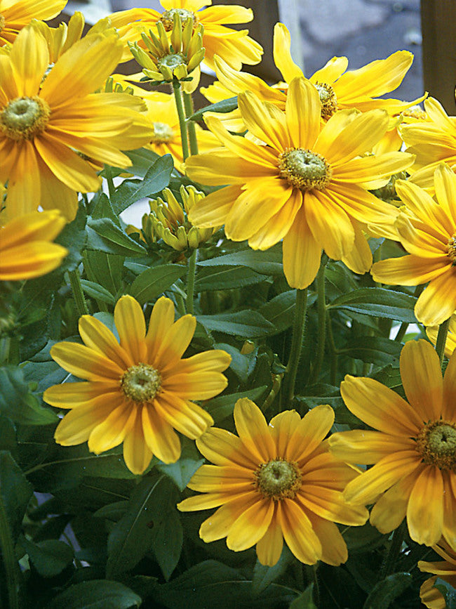 4" PERENNIAL