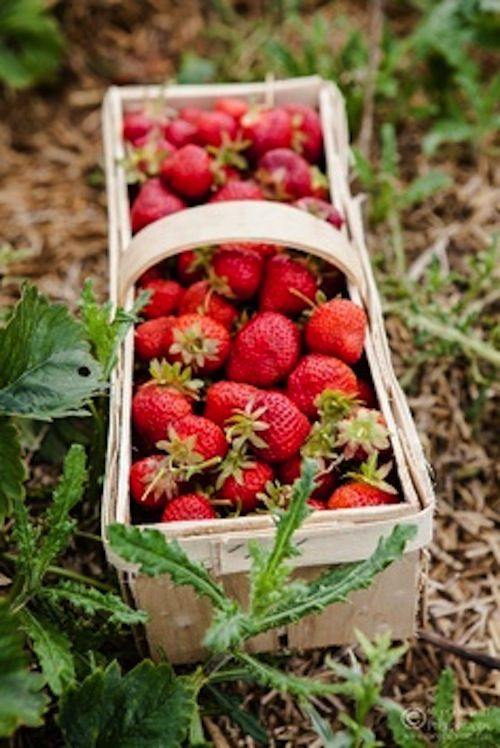 STRAWBERRIES FRESH ORGANIC