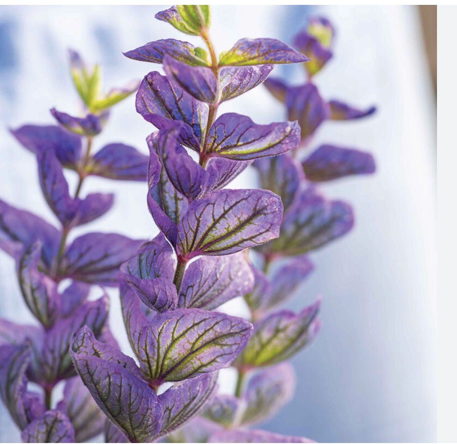 1 GAL PERENNIAL