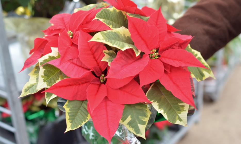Poinsettia