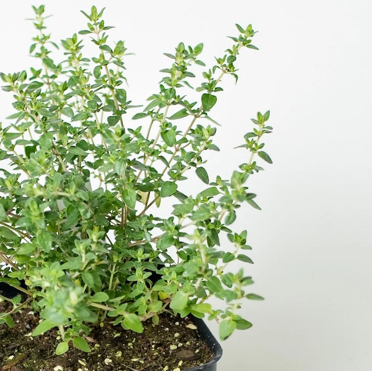 4" HERB