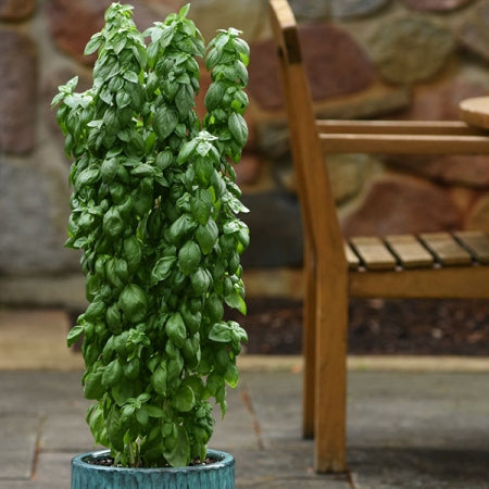 8" BASIL POT