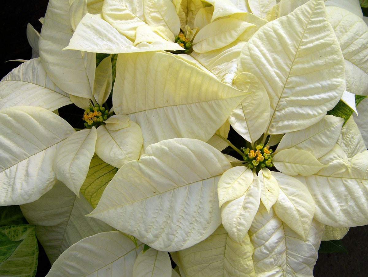 Poinsettia