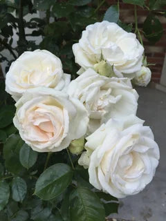 2 GAL ROSE POT
