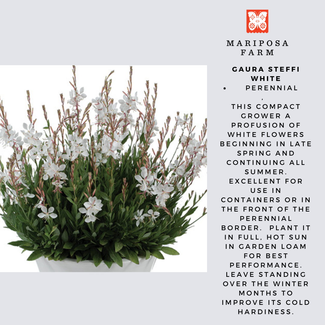 8" PERENNIAL