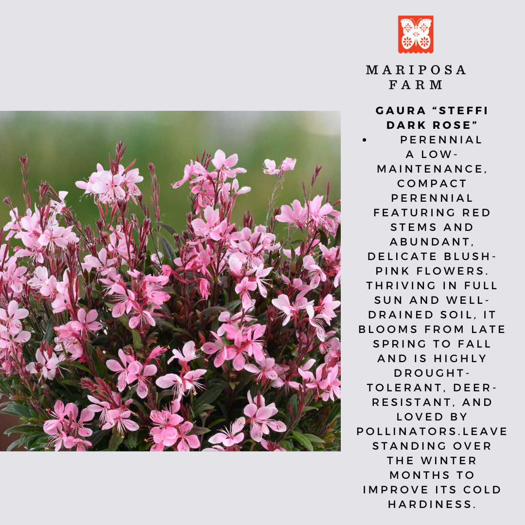 8" PERENNIAL