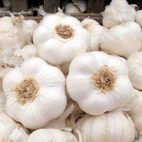 GARLIC JUMBO