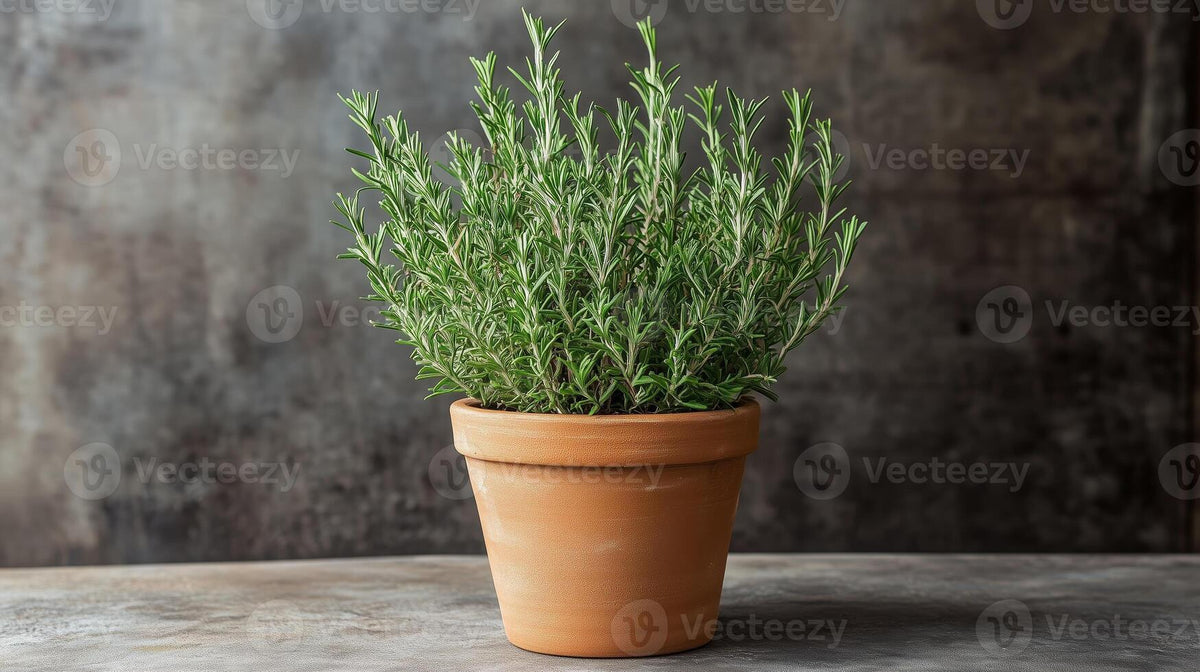Rosemary Pot