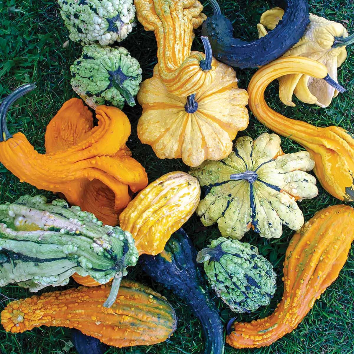 Ornamental Gourds