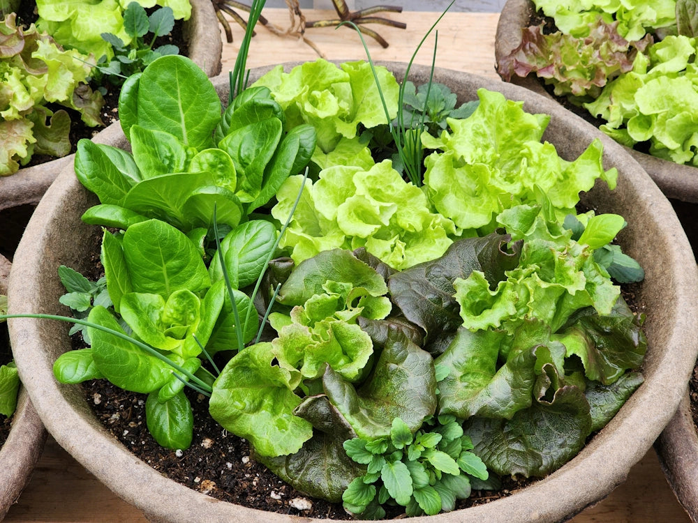 13" LETTUCE BOWL
