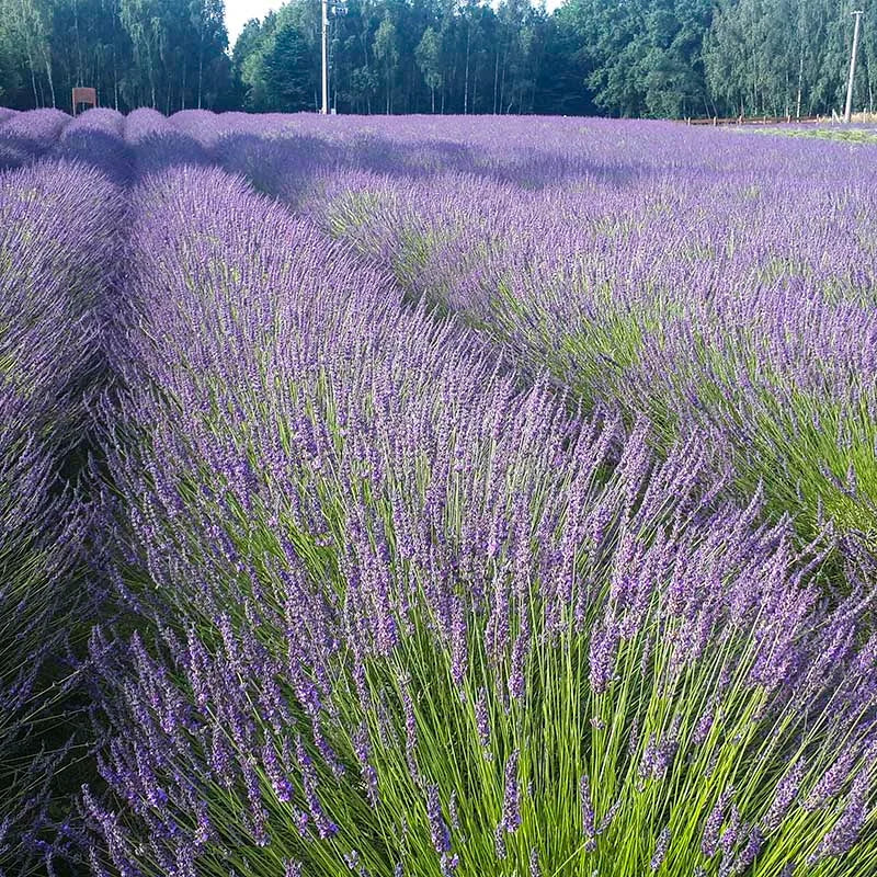 1 GAL PERENNIAL