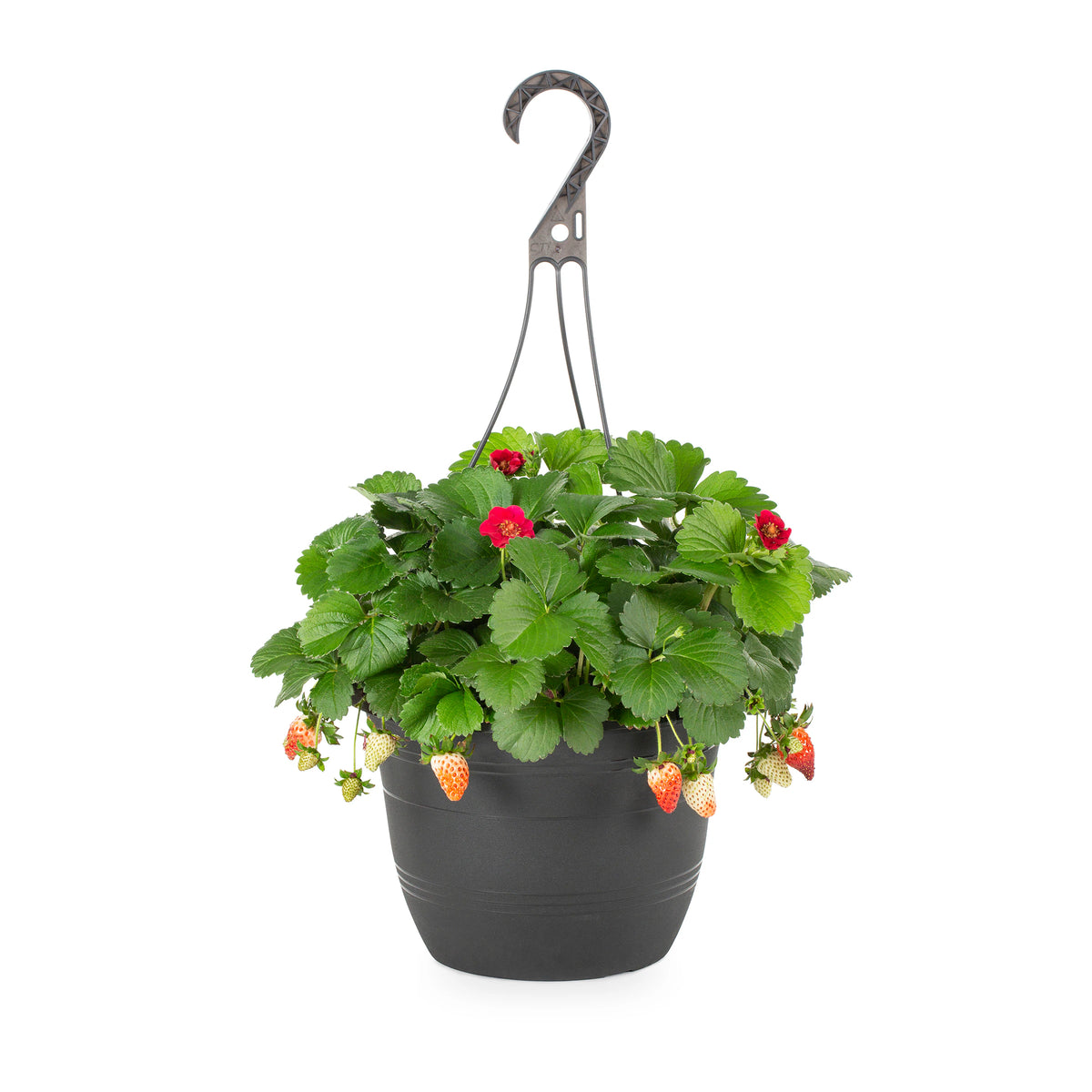 STRAWBERRY HANGING BASKET