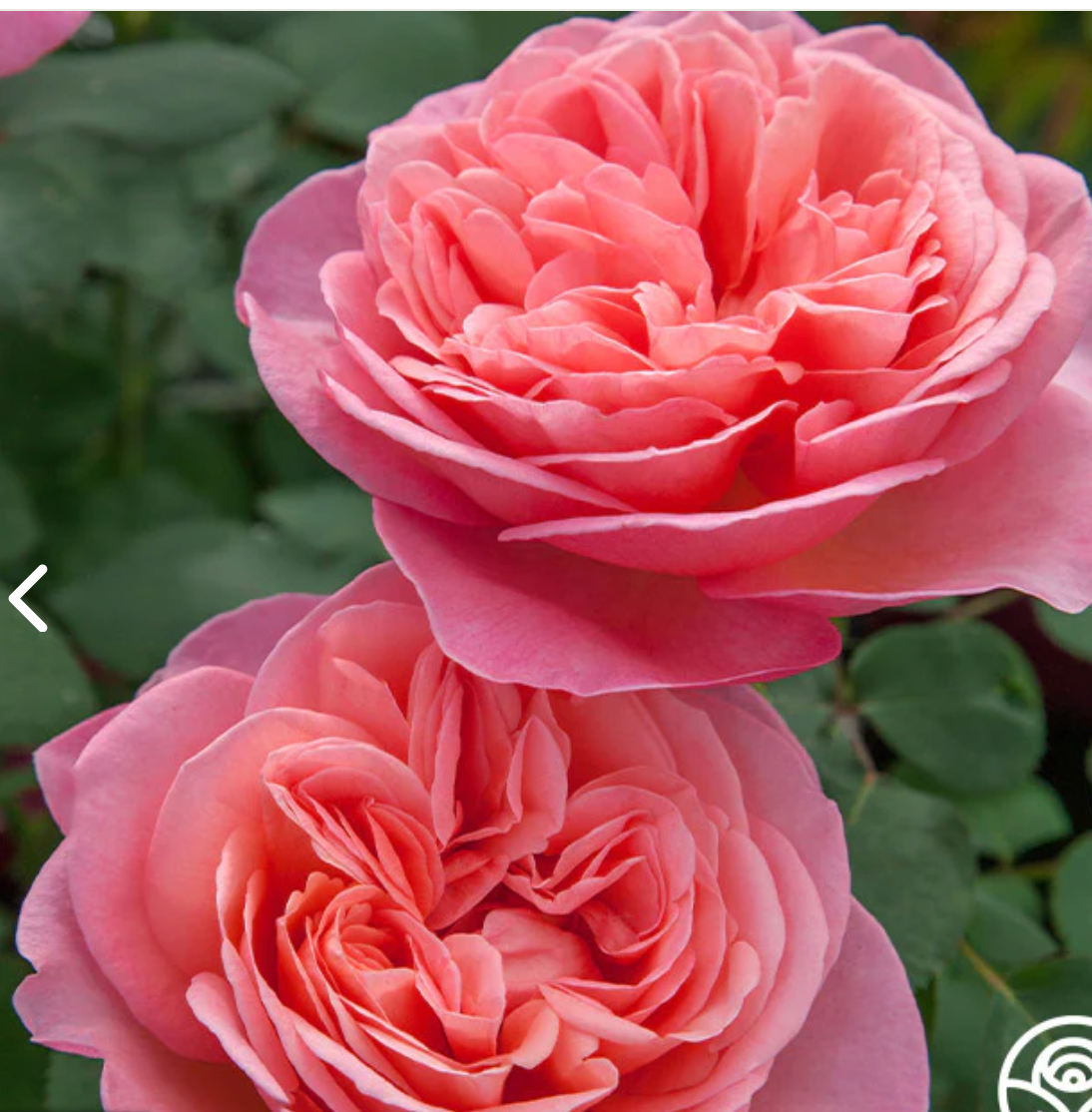 2 GAL ROSE POT