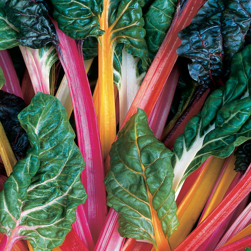 Chard Organic Rainbow