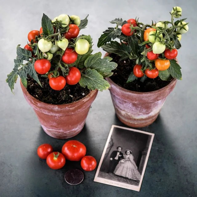 Tiny Tomato Plants