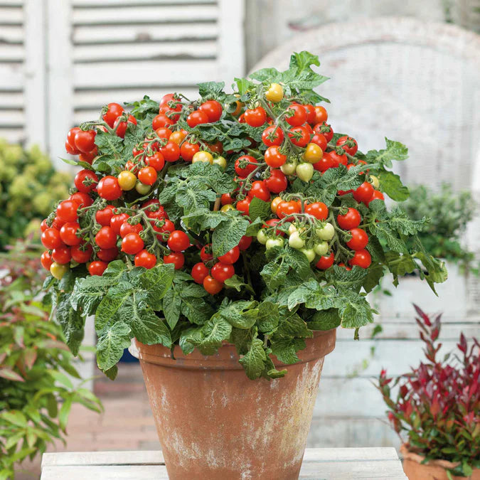 Tiny Tomato Plants