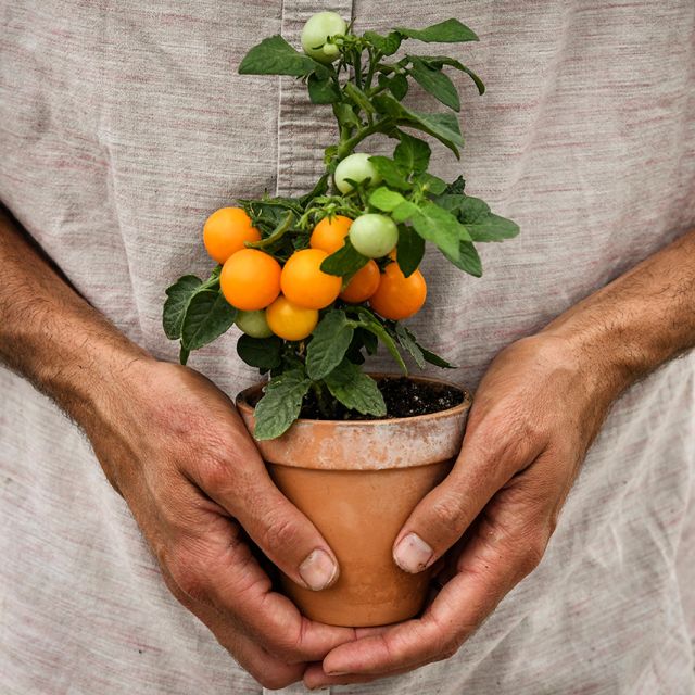Tiny Tomato Plants
